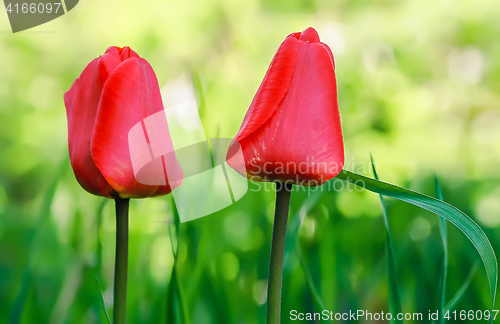 Image of Two Red Tulips Closeup