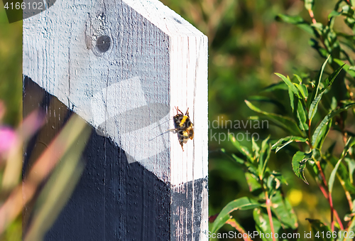 Image of Bumblebee On Wooden Milestones