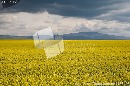 Image of Rapeseed field landscape