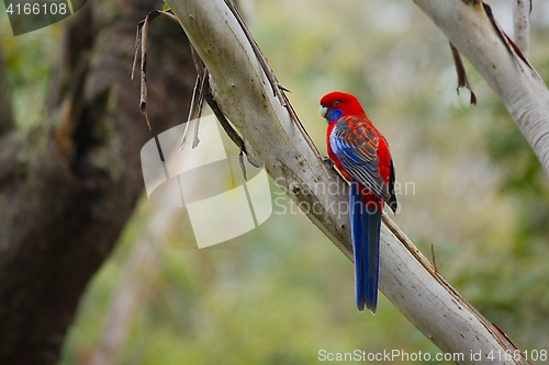 Image of Parrot in the branches