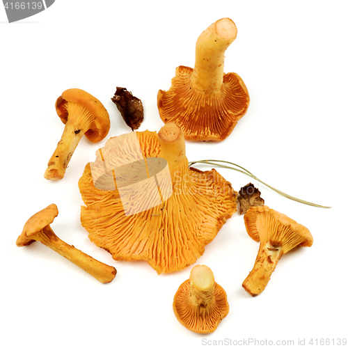 Image of Raw Chanterelles Mushrooms