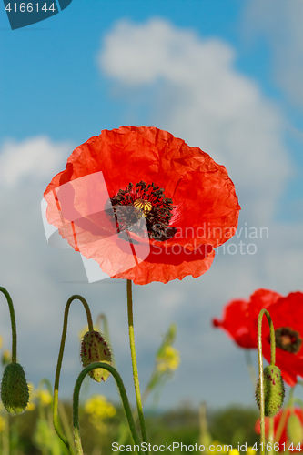 Image of Single flower of wild red poppy on blue sky background with focus on flower