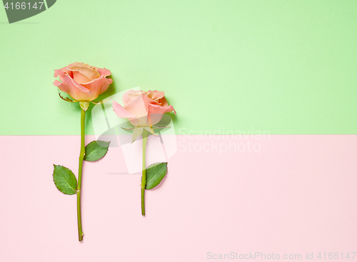 Image of pink roses on colorful paper background