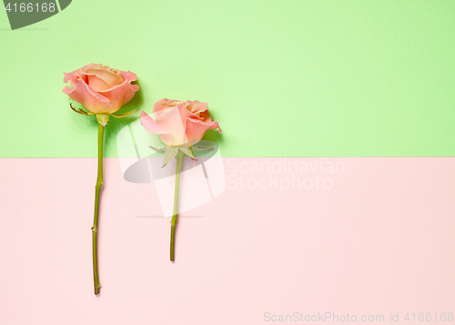 Image of pink roses on colorful paper background