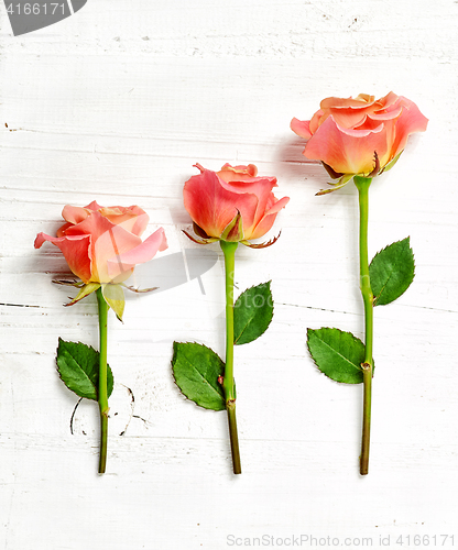 Image of pink roses on white wood background