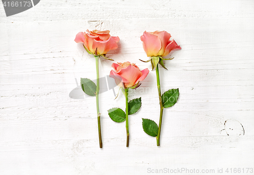 Image of pink roses on white wood background