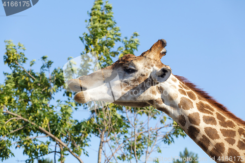 Image of Giraffe on the tree and sky background