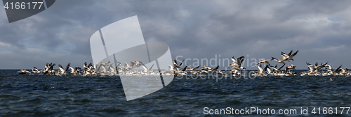 Image of soaring flock of pink pelicans