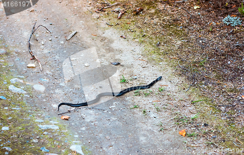 Image of Black Snake Crawls