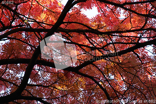 Image of Japanese Mountainash (Sorbus commixta, rosaceae) in the autumn with red leaves, botanical garden, Gothenburg, Sweden