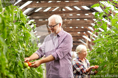 Image of old couple picking tomatoes up at farm greenhouse