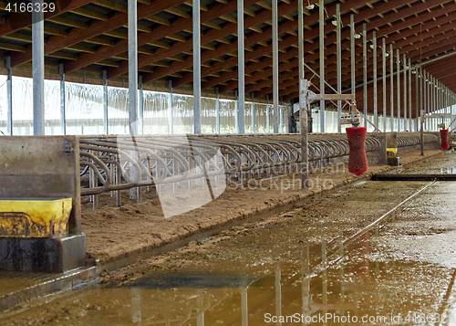 Image of cowshed stable on dairy farm