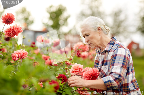 Image of senior woman with flowers at summer garden