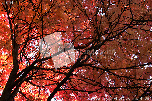 Image of Japanese Mountainash (Sorbus commixta, rosaceae) in the autumn with red leaves, botanical garden, Gothenburg, Sweden