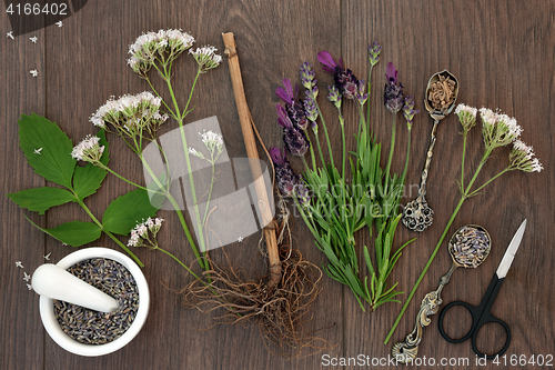 Image of Lavender and Valerian Herb Flowers