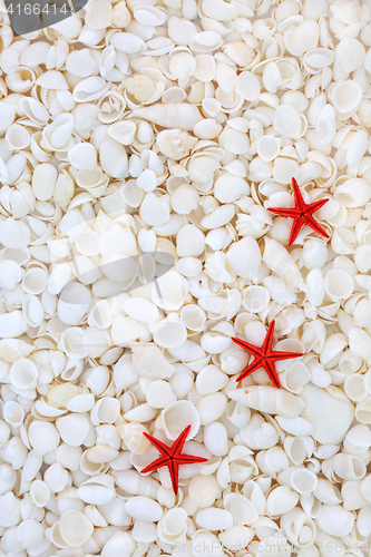 Image of Starfish and Seashell Background