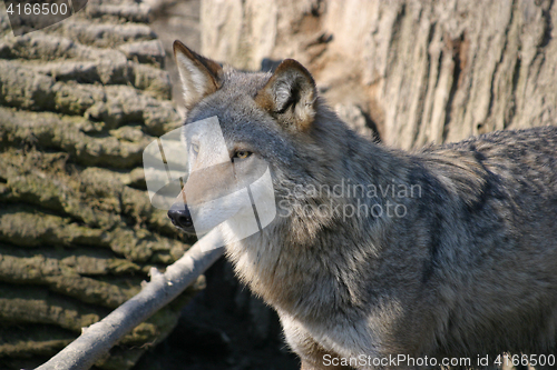 Image of Wolf