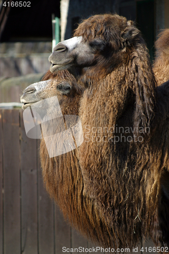 Image of Camels 