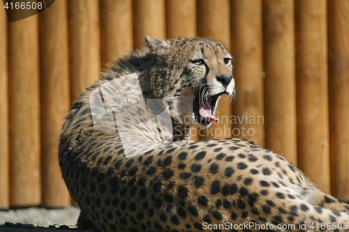 Image of Cheetah