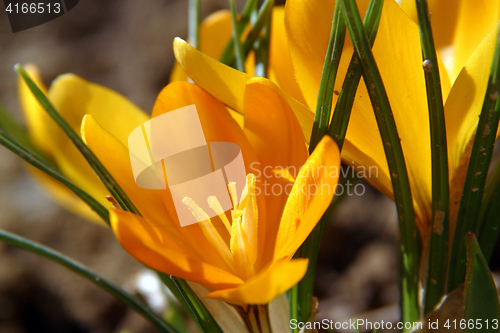 Image of Crocus