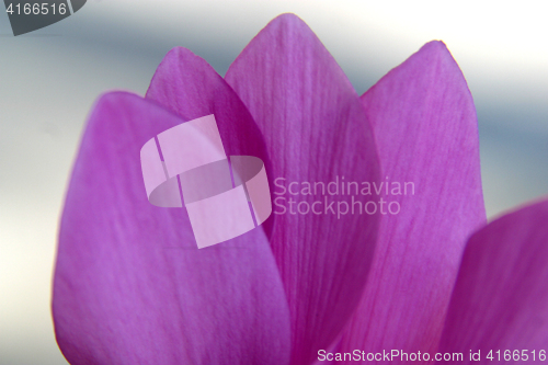 Image of Sheets of purple flower