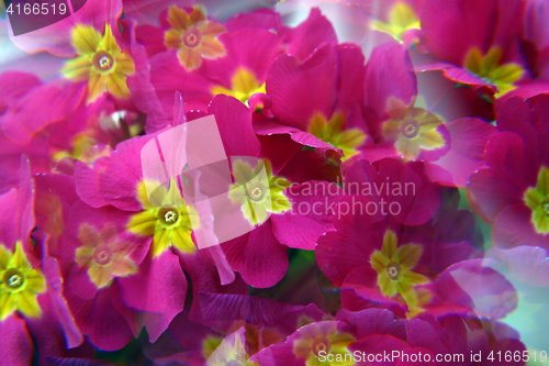 Image of Pink primula flowers