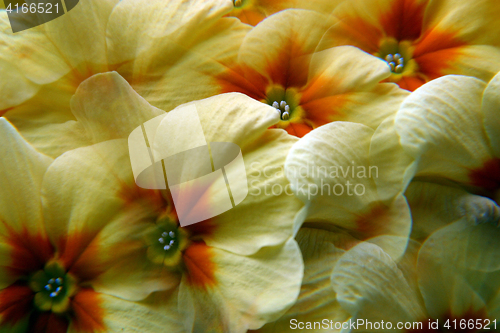 Image of Yellow primula flowers