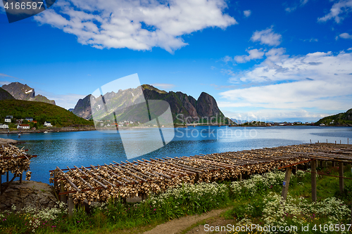 Image of Fish heads drying on racks