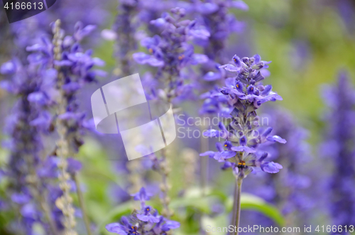 Image of Blooming blue bugleweeds Ajuga