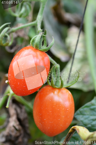 Image of Fresh red tomatoes