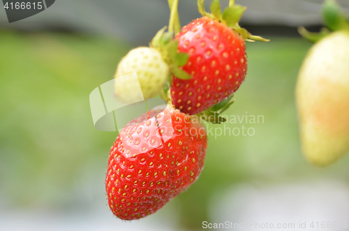 Image of Fresh strawberries that are grown in greenhouses