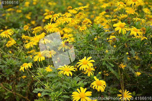 Image of Coreopsis verticillata flower