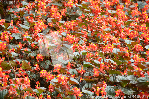 Image of Flowers begonia. Begonia is a flower of extraordinary beauty