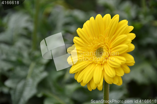 Image of Gerbera flower in a garden