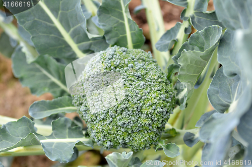 Image of Raw broccoli in the farm