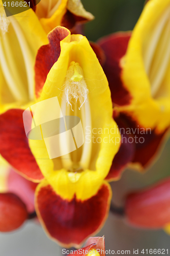 Image of Thunbergia mysorensis, also called Mysore trumpetvine