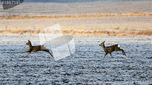 Image of Two White-Tailed Deers Running 