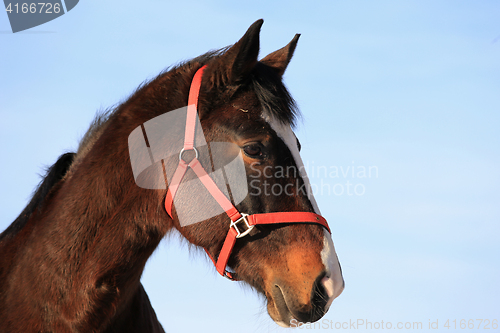 Image of Portrait of Beautiful Horse 