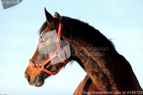 Image of Head of Beautiful Bay Horse 