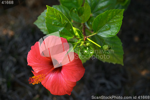 Image of Red and beautiful exotic flower