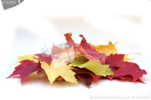 Image of Colorful Leaf Pile