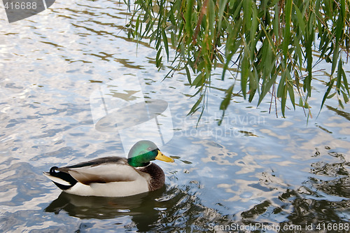 Image of Mallard