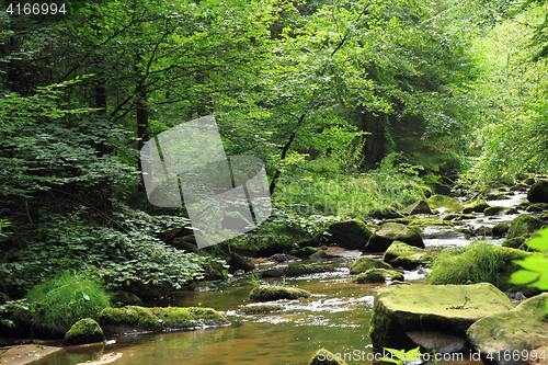 Image of river in the green spring forest