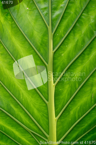 Image of Close up of a green exotic leaf