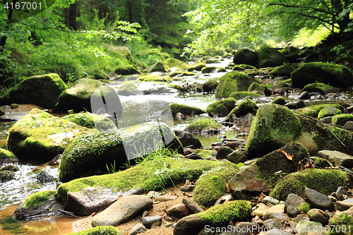 Image of river in the green spring forest