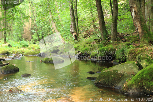 Image of river in the green spring forest