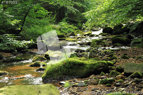 Image of river in the green spring forest