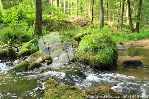 Image of river in the green spring forest