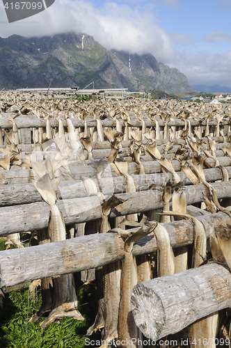 Image of Codfishes drying in Lofoten Islands