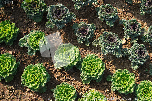 Image of Geometrically planted green cabbages, EXPO of Lisbon , Portugal